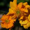 Geum Prince Of Orange - Abriachan Nurseries